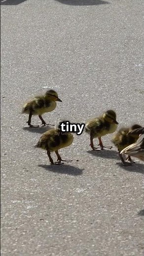 "Little Duckling Can’t Stop Following His Human 🐥👣"