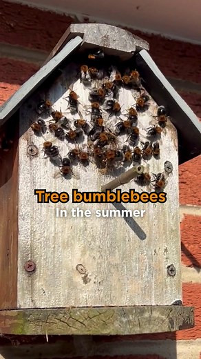 Look out for these Tree bumblebee behaviours this summer: 🐦 Tree bumblebees prefer to nest high above the ground – bird boxes containing old bird nests are a firm favourite. 🌡️ In hot weather, Tree bumblebees will work together to fan their nest to keep it cool. ❌ Bumblebees don’t gather in swarms (that’s honeybees). However … 🕺 Male Tree bumblebees perform a nest surveillance – they gather in a little dancing cloud outside a nest’s entrance. They are waiting for new queens to emerge. ⚔️ Mati