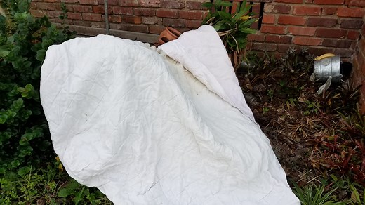 Here's how to prepare (and save) your plants if Florida gets a freeze