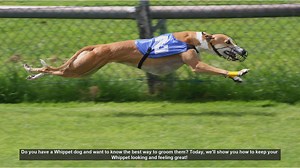 Ultimate Whippet Grooming Guide: Keep Your Dog Looking and Feeling Great!