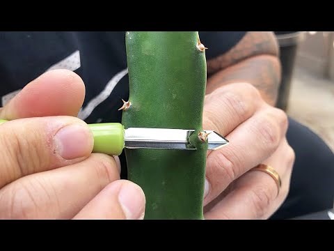 How to V Cut Graft a Dragon Fruit Part 1