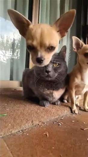 POV: Your pets are glitching in 4K. Does anyone else see the third Chihuahua? #shorts #magic #glitch