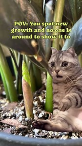 Hello? Anyone there? 🥺 | Succulent Plants