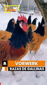 Razas de Gallinas | Vorwerk Chicken | Zoo Planet ESP