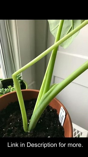 Elephant Ear Plant Broken Stem - Lets Fix this Problem! #Shorts