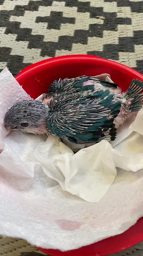 4.3K views · 160 reactions | Female Black headed Caique .. this girl will be retained here for future breeding . #caiqueparrot#caiques#bluecaique | Grampians 'Feathers n Things' | Facebook