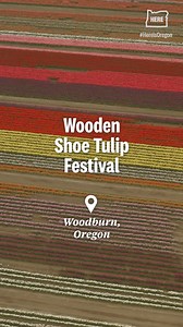 42K views · 332 reactions | The 40th annual Wooden Shoe Tulip...