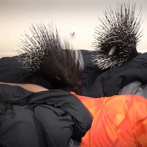 Bro started freaking out 😂 | Dobre Brothers