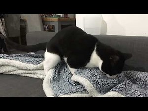 Our cat humping a blanket