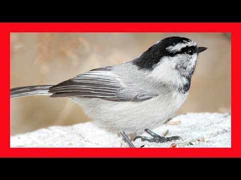 Mountain Chickadee Song! Mountain Chickadee Call! Sound! - Carbonero Montañés Canto -Poecile Gambeli