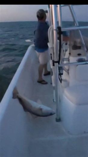 HATTERAS SPRING BULL RED DRUM 2026 #obxoutdoors #hatteras #obxfishing #drumfishing