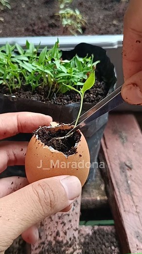 2.5K views · 14 reactions | "Garden Hack ~ Grow Seeds in Eggshells!" || ASMR Gardening #gardenhack #ASMRgardening #gardening #eggshell | Jajat Maradona | Facebook