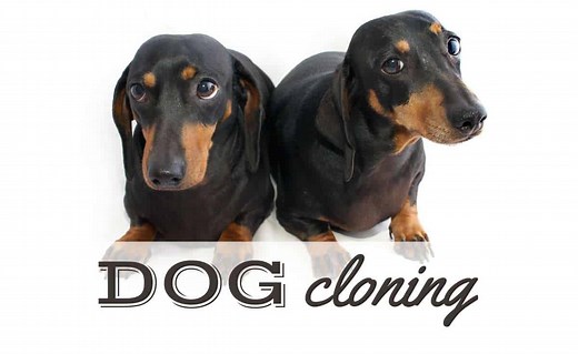 Cloning Your Dog: A Second Chance Or A Pricey Illusion? - Canine Journal