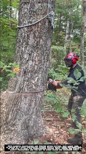 Precision Tree Felling Technique 🌲⚙️