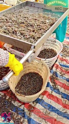 Smart Shrimp Sorting Screening Tool #shorts #viral #tools #machine #video