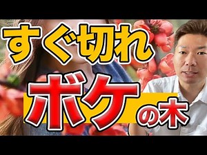 春に切るボケのお手入れと枝の伸び方【庭師が解説】