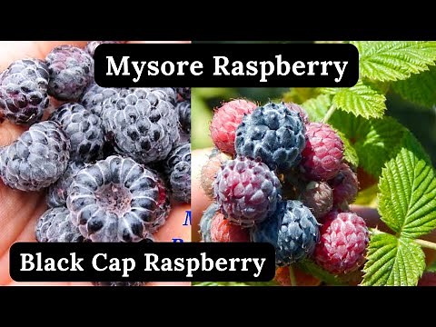 Grow And Care Mysore Raspberry | Black Cap Raspberry | Rare Garden