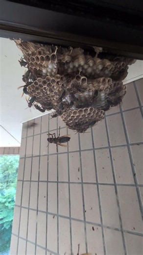所沢市東狭山ヶ丘にて【チャイロスズメバチ】駆除!!
