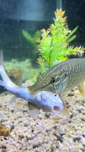 Pete the Pike in Action