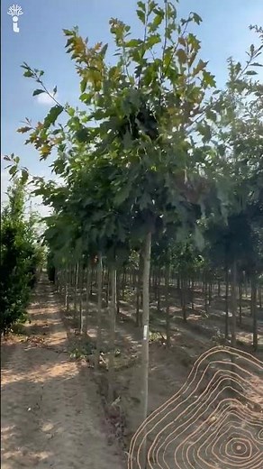 Amerikanischer Roteiche | Quercus rubra