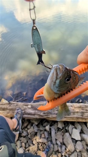 Catching a Bluegill with a Phoebe Spoon fishing lure #fishing