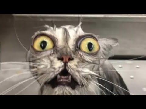 New morph gui! don't let it leak too much!!!