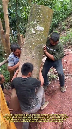 "Giant Cinnamon Harvest! 🌿 Amazing Tree Bark Peeling Skills"