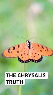 The Butterfly Lesson Everyone Needs 🦋