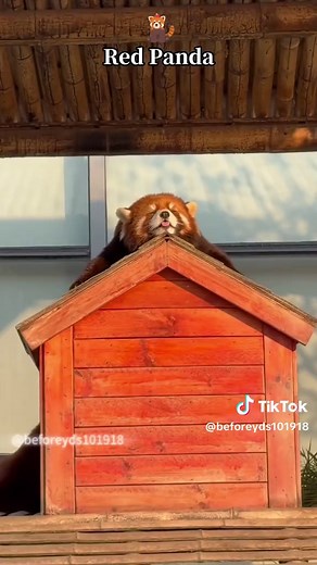 Cute Red Panda Adventures: A Heartwarming Compilation