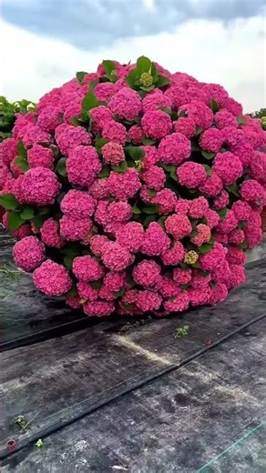 The beauty of Hydrangea Flowers