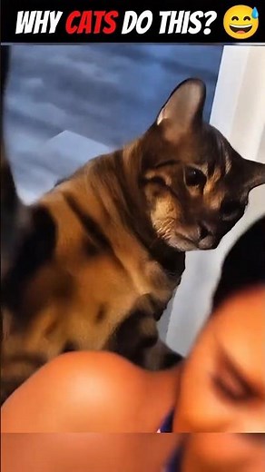 Why do cats slaps everyone 😅 #shorts