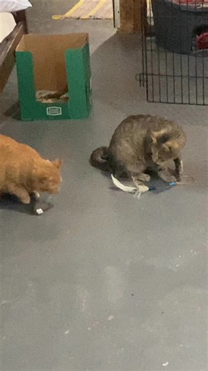 😻😻 The cute little gray tabby is the second kitty we have encountered recently, who has hitched a ride under the hood of a vehicle. This is the one year old, neutered, very friendly cat that was found last week on the 1100 block of Madison St. I am so thankful to Andrea Lynn, who put him in her garage with food and water. He wanted to come in to her house so badly but one of her cats was not going to have it!!! The owner was found and lives quite a few miles away from Sauk City. It’s amazing J