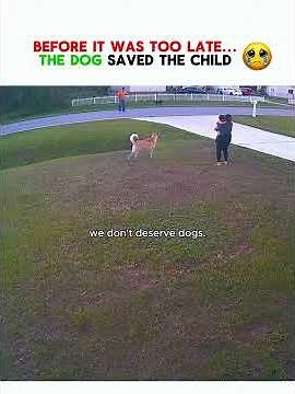 Heroic dogs saving babies from danger 🐕 #dog #hero #shorts