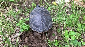 Yellow-bellied Slider Trachemys Scripta Scripta Covering: Stockvideos & Filmmaterial (100 % lizenzfrei) 1011332474 | Shutterstock