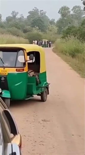 “Tiger Attacks Rickshaw Out of Nowhere! Shocking Jungle Moment” #Viralshorts #Trendingshorts