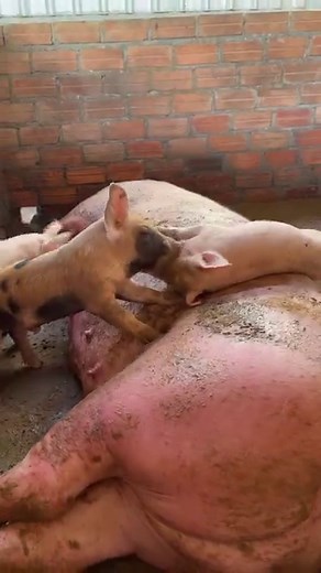 178K views · 553 reactions | Incredible biggest mama pig and piglets #reelsviral #reelsvideo #reelsfb #reelsinstagram #piggy #chubbyme #reelsviral #cute #reelsfypシ #pig #pigs #piggy #pigsofinstagram #piglets #minipig #piggies #oink #petpig #pigstagram #guineapig #micropig #animals #love #cute #farm #farmlife #farming #farmer #americanyorkshirepig #american | Creative Boy | Facebook