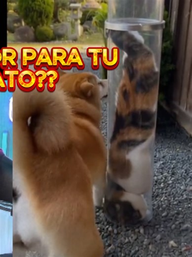 ASENSOR PARA GATO #mascotas #michi #gato #funny #cat