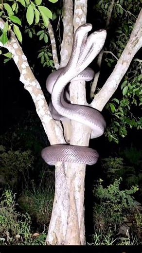 Shocking! 😨Two-Headed Monster Snake — The Real Story!#shorts #shortsfeed #snake#horror#scaryNights-u