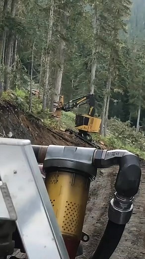 Logging techniques, logging spruce, the daily life of a lumberjack | Fishingarrett
