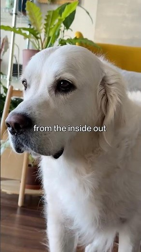 Introducing iDog 17 - Powered by Fur and Chaos