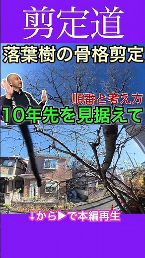 Deciduous tree skeletal pruning: sequence and approach. We pruned our cherry tree with a 10-year ...