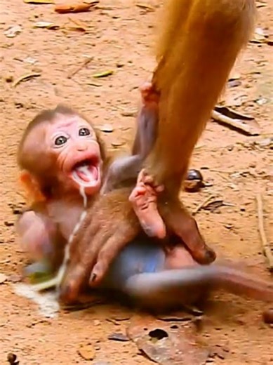 Baby Monkey's Need for Milk: A Heartwarming Moment