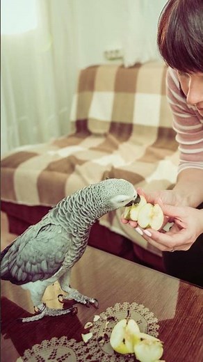 What Do Pet Birds REALLY Eat? (Beginner’s Guide to Bird Diets)