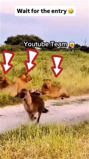 Algorithm Hacker! 😱1000 Subs& 4000 WT In 1 Day😎#mrindianvlogs#trending #shorts #viral#youtubeshorts