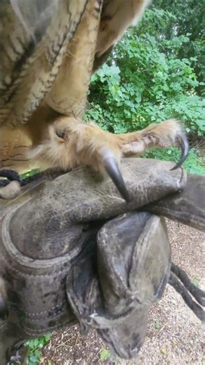 EURASIAN EAGLE OWL TALONS!