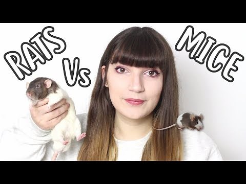 🐀 RATS Vs MICE 🐁| Which one should you get?