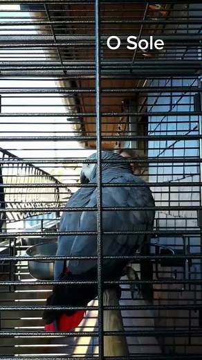 African Grey Parrot Care Tips and Insights