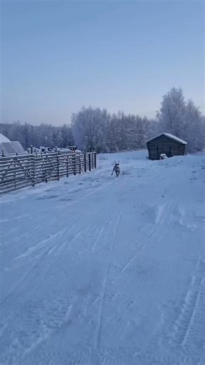 3.6K views · 128 reactions | Reindeer Happy Run 歷❄️ | Christmas Videos | Facebook