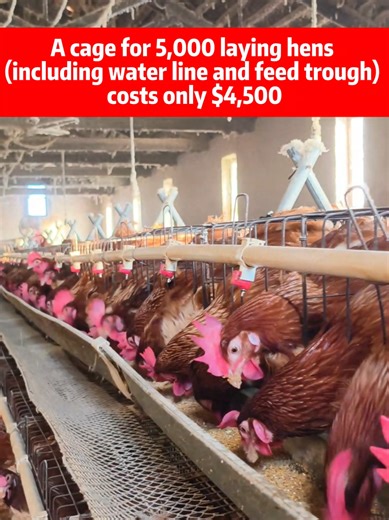 Currently, H-type cage systems are the most advanced and efficient solution for raising layer hens, and they are especially suitable for medium to large-scale poultry farms. However, for beginners or farmers planning to raise only several thousand layer hens, we strongly recommend starting with A-type cage systems. The main reason is cost efficiency. For example, with a capacity of around 5,000 layer hens, the required cage mesh, drinking system, and feed troughs will cost only about USD 4,500, 