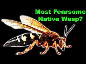 Cicada Killers: Not as Menacing as They Appear!